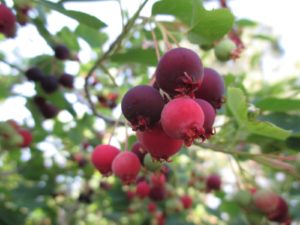 photo of Amelanchier berries