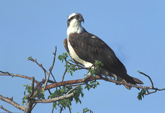 Osprey sitting on branch