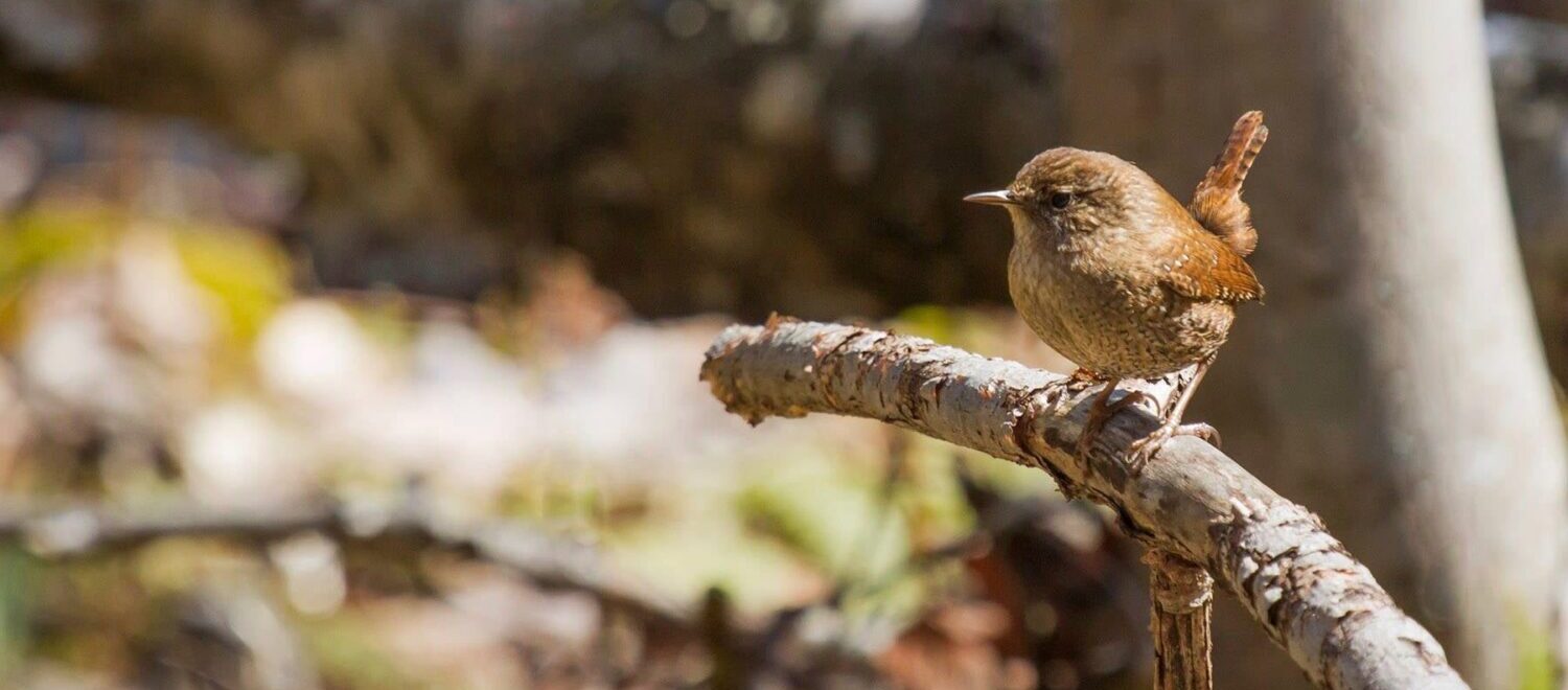 winter wren