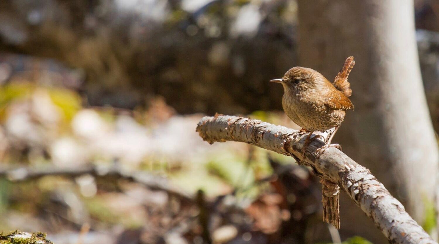 winter wren