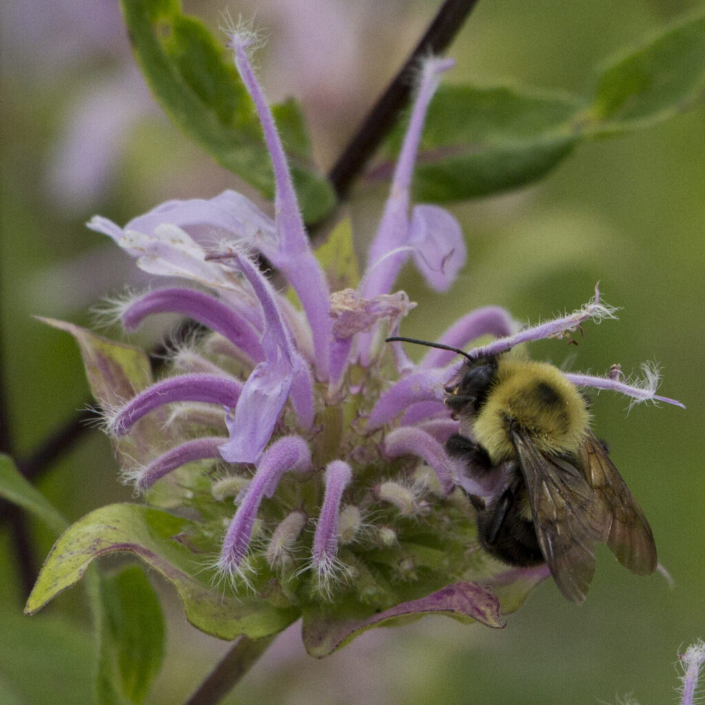 Bee on bee balm