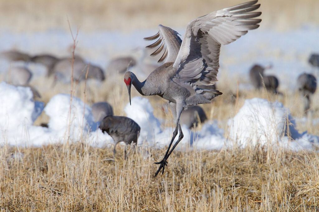 Sandhill Crane Migration