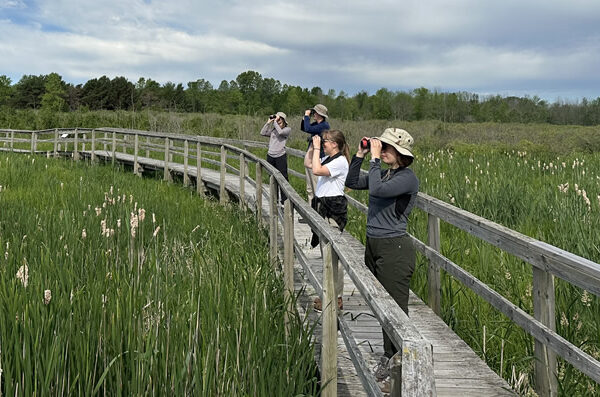 Cattails trail