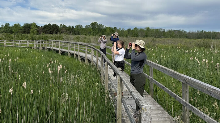 Cattails trail