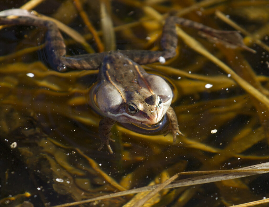 Wood frog floating in the water