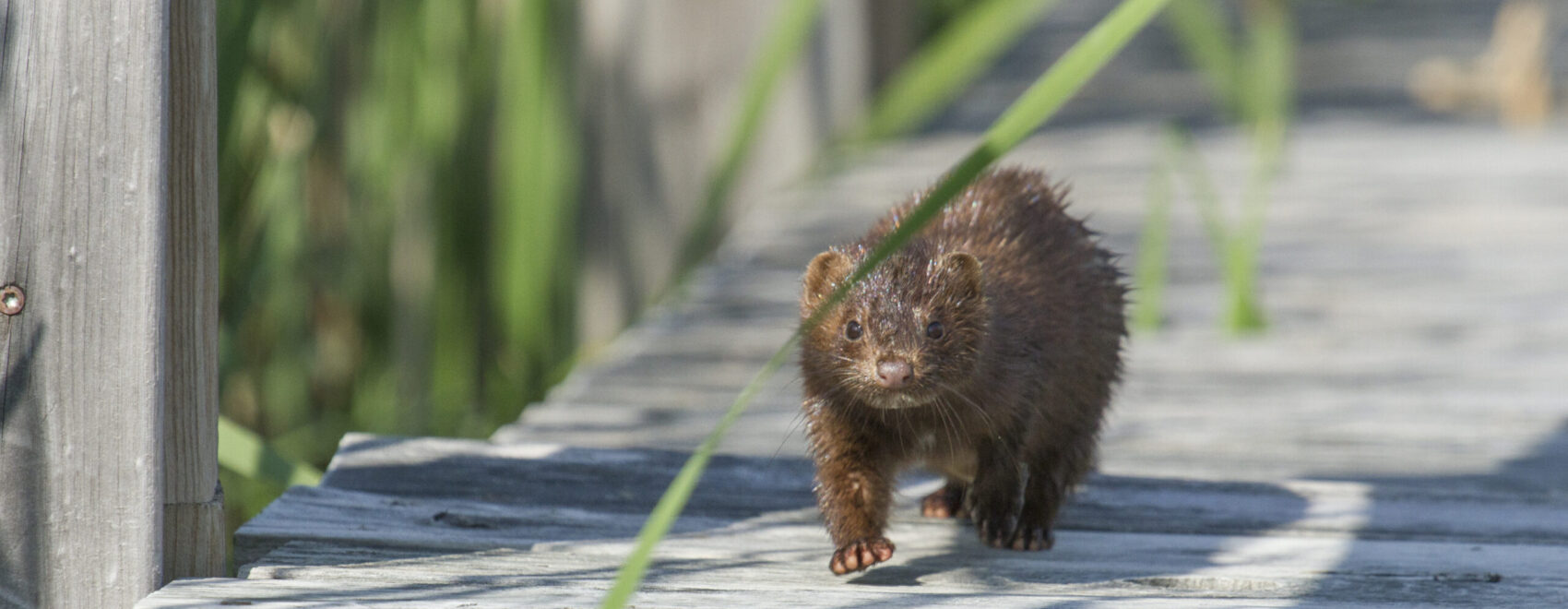 Mink walking on boardwalk at Woodland Dunes.