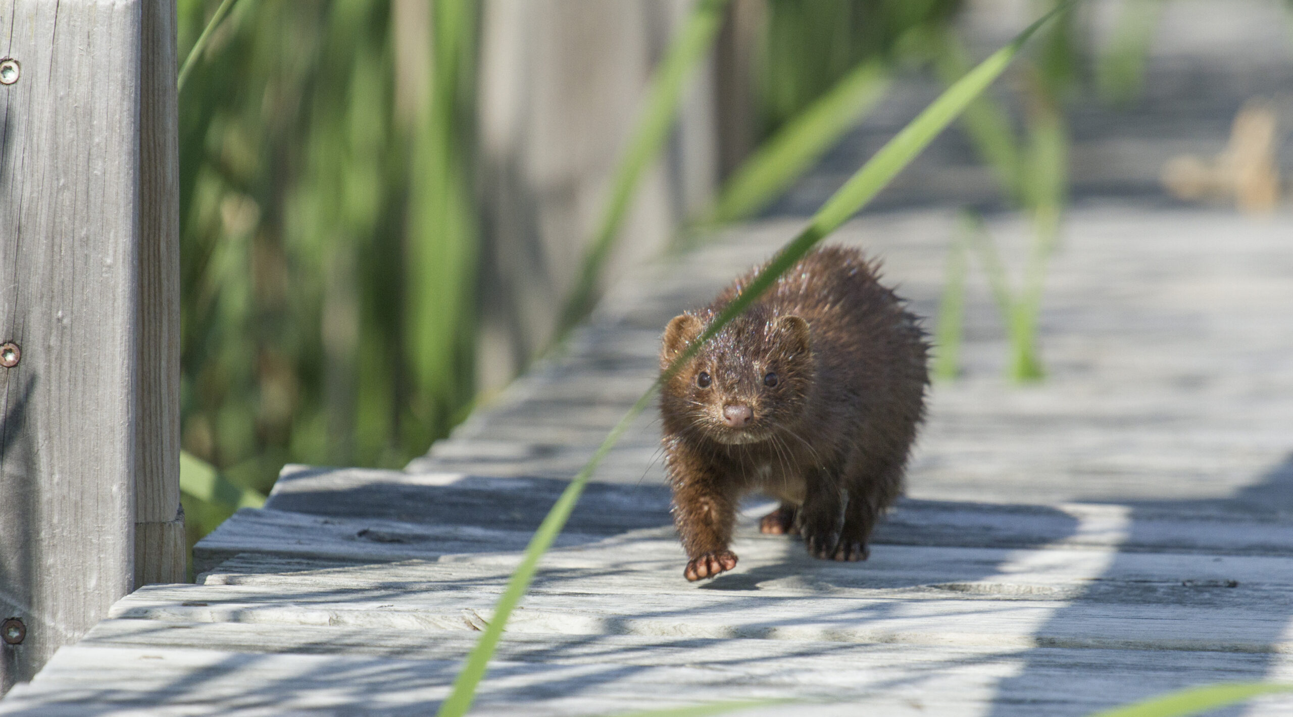 Mink walking on boardwalk at Woodland Dunes.