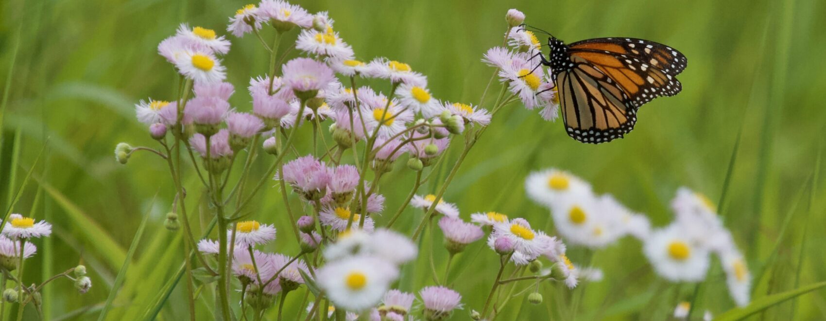 Monarch butterfly