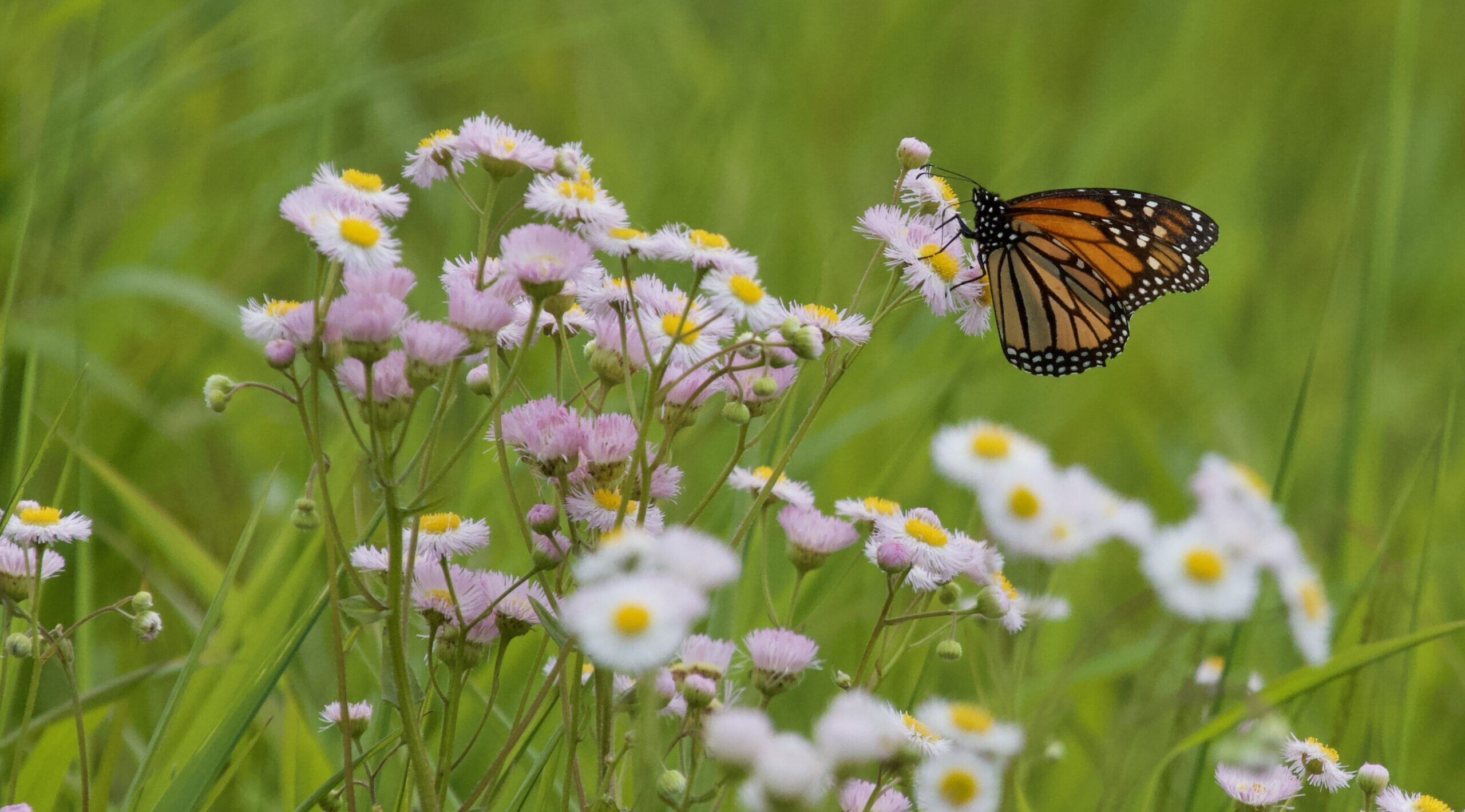 Monarch butterfly