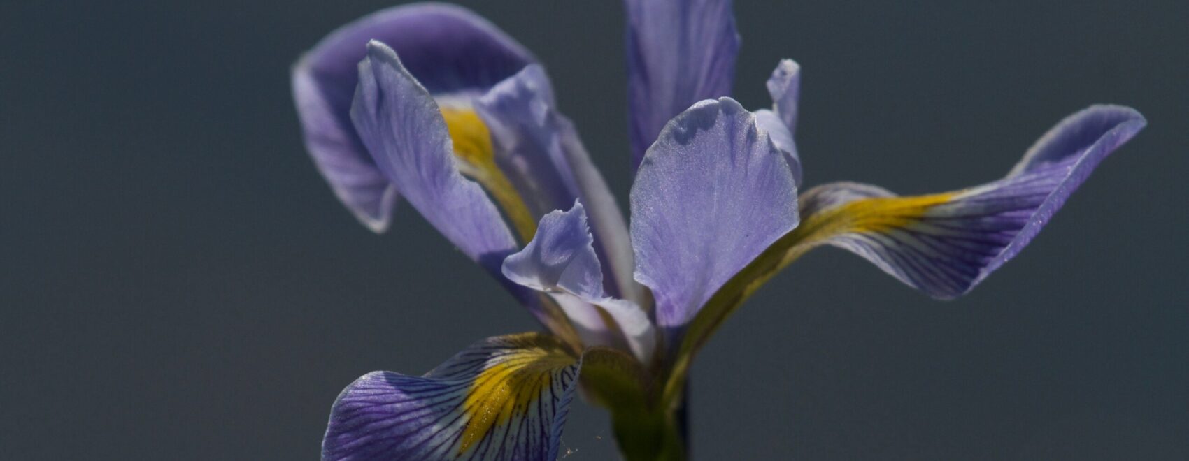 Blue flag iris