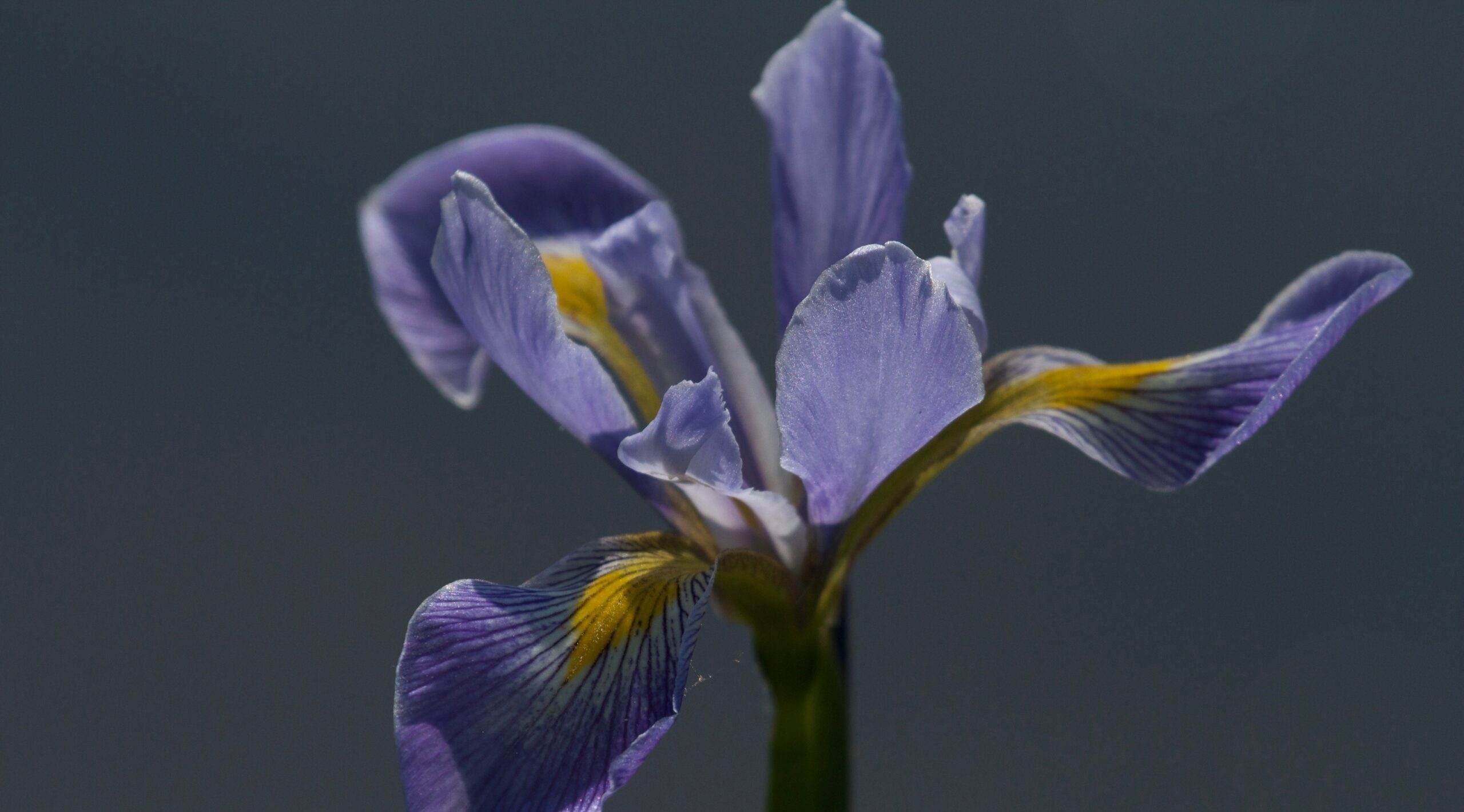 Blue flag iris