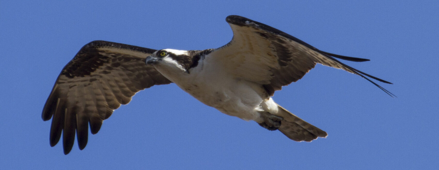 Osprey