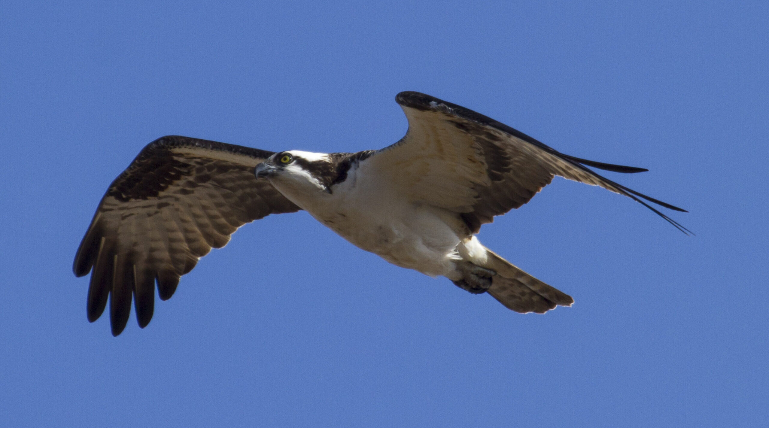 Osprey