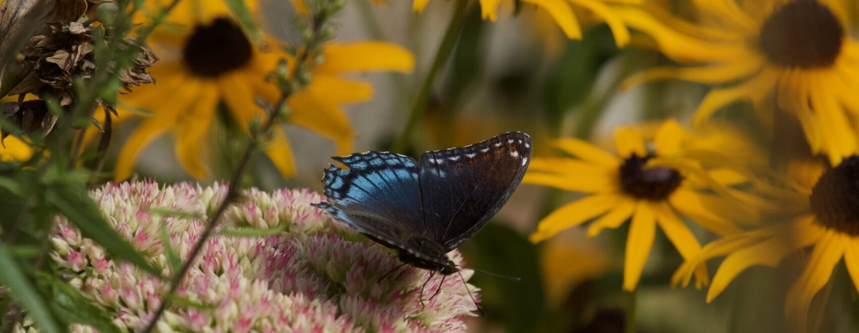 Butterfly and Black-eyed Susans