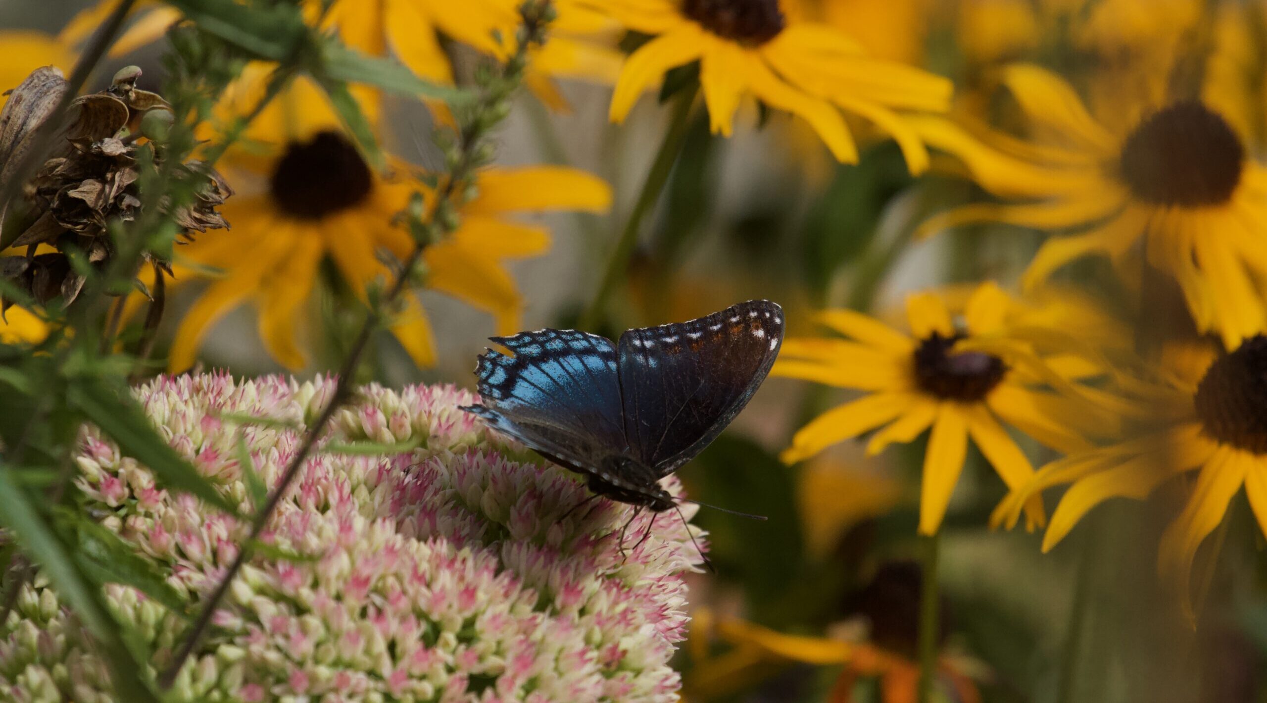 Butterfly and Black-eyed Susans