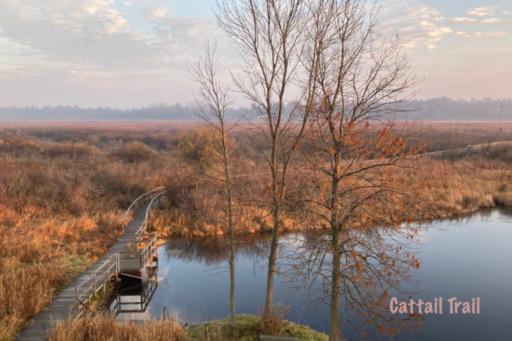 Cattail Trail