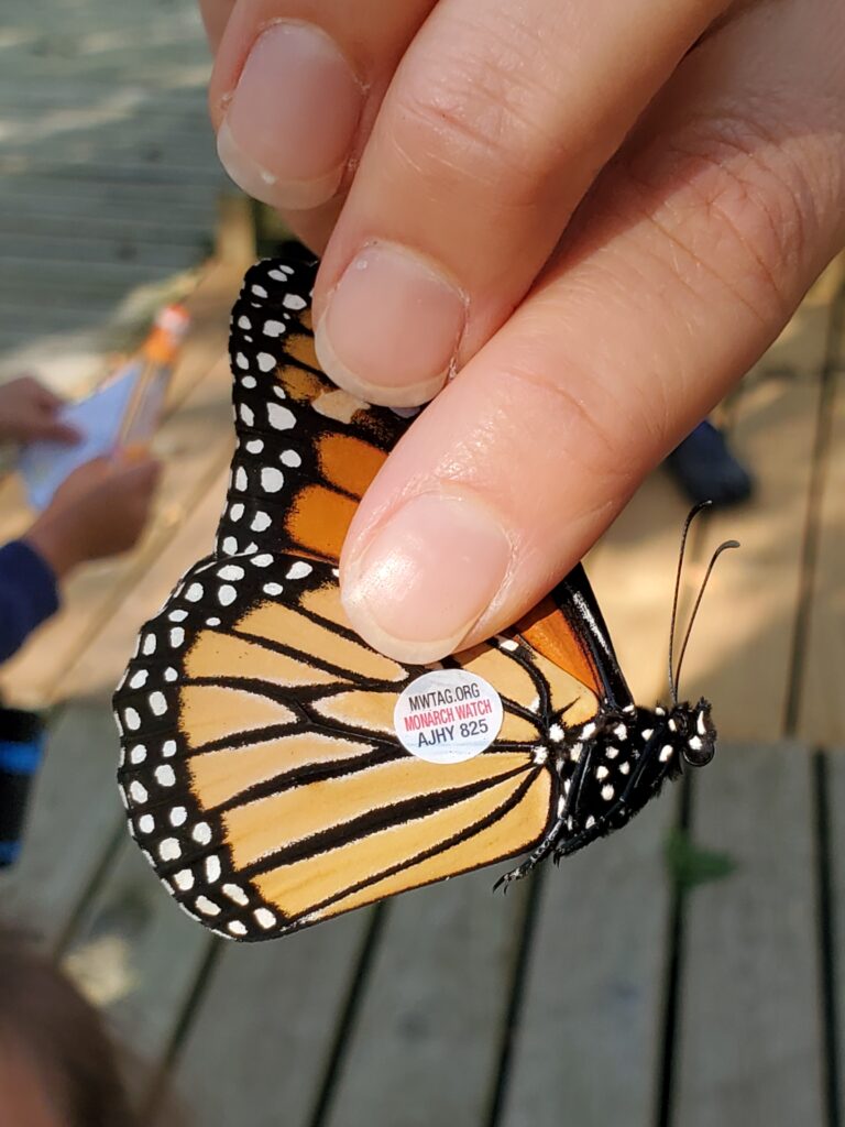 Tagged monarch