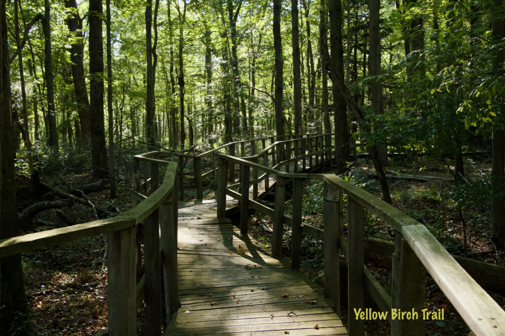 Yellow Birch Trail