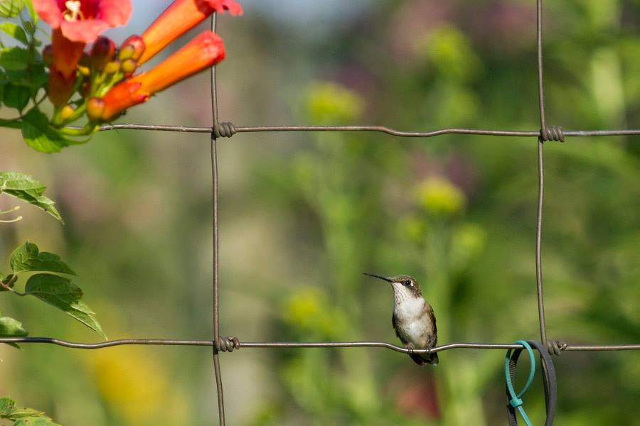 Hummingbird in the butterfly garden