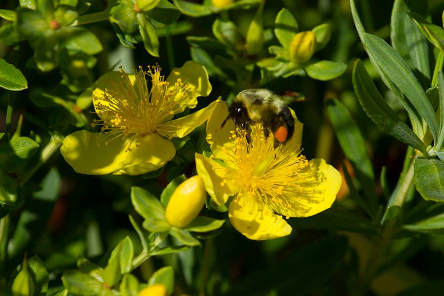 Bees love butterfly gardens also!