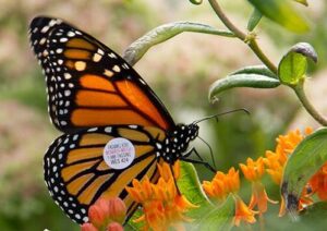 Tagged Monarch Butterfly