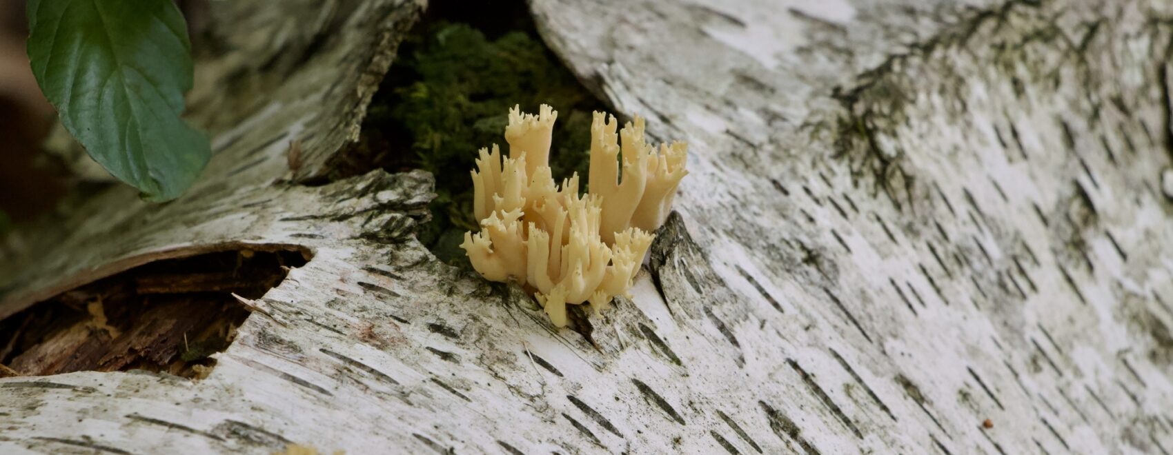 Fungus on birch