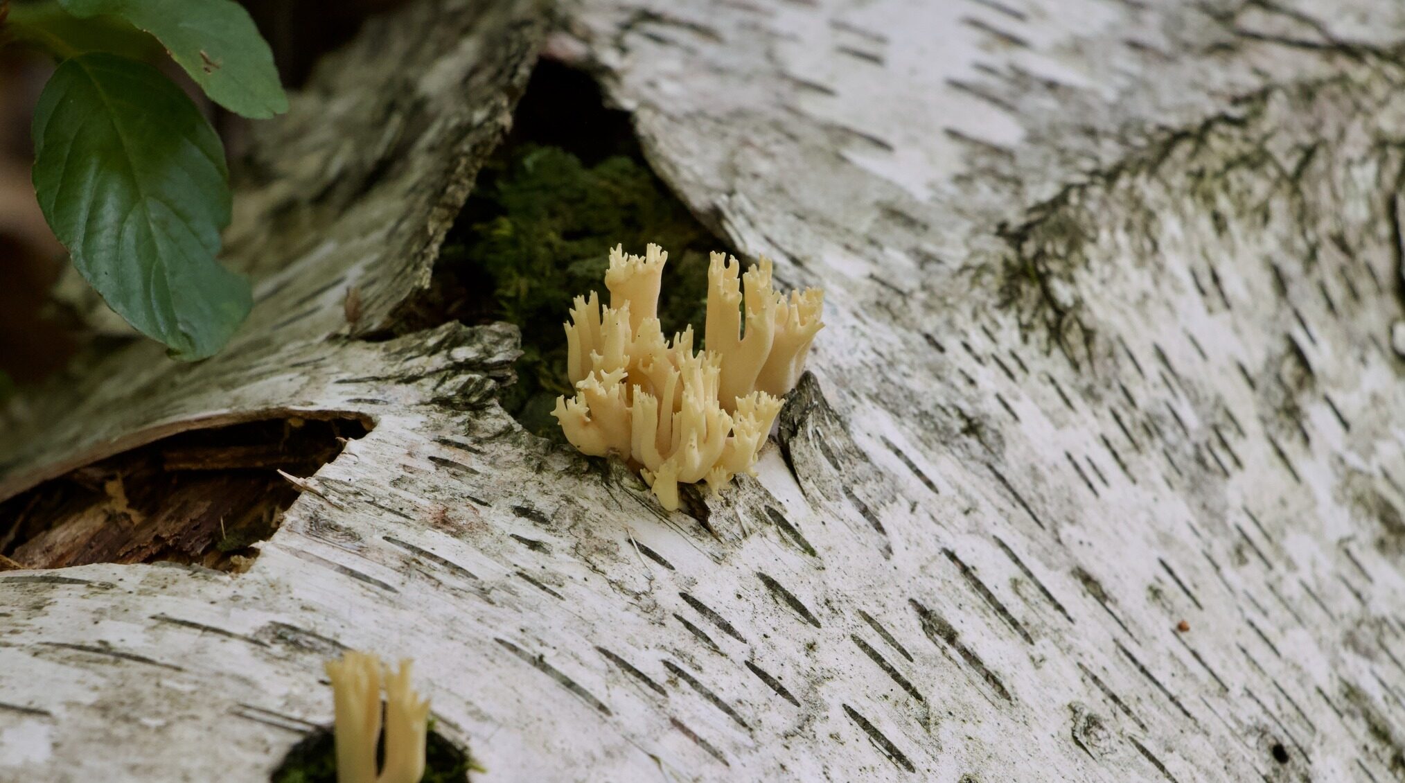 Fungus on birch