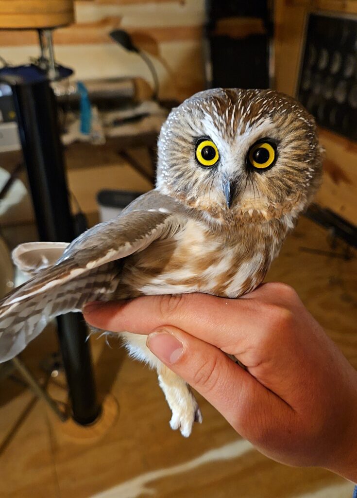 owl banding