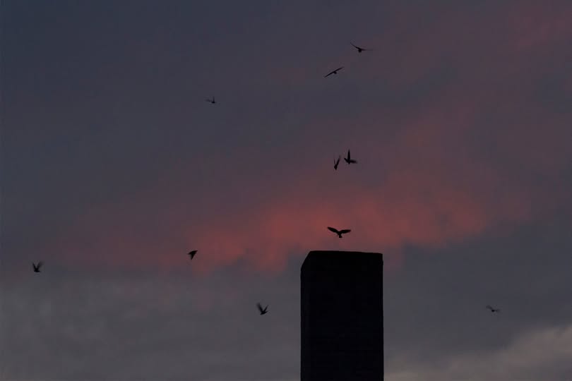 Chimney Swifts