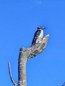 photo of downy woodpecker on branch