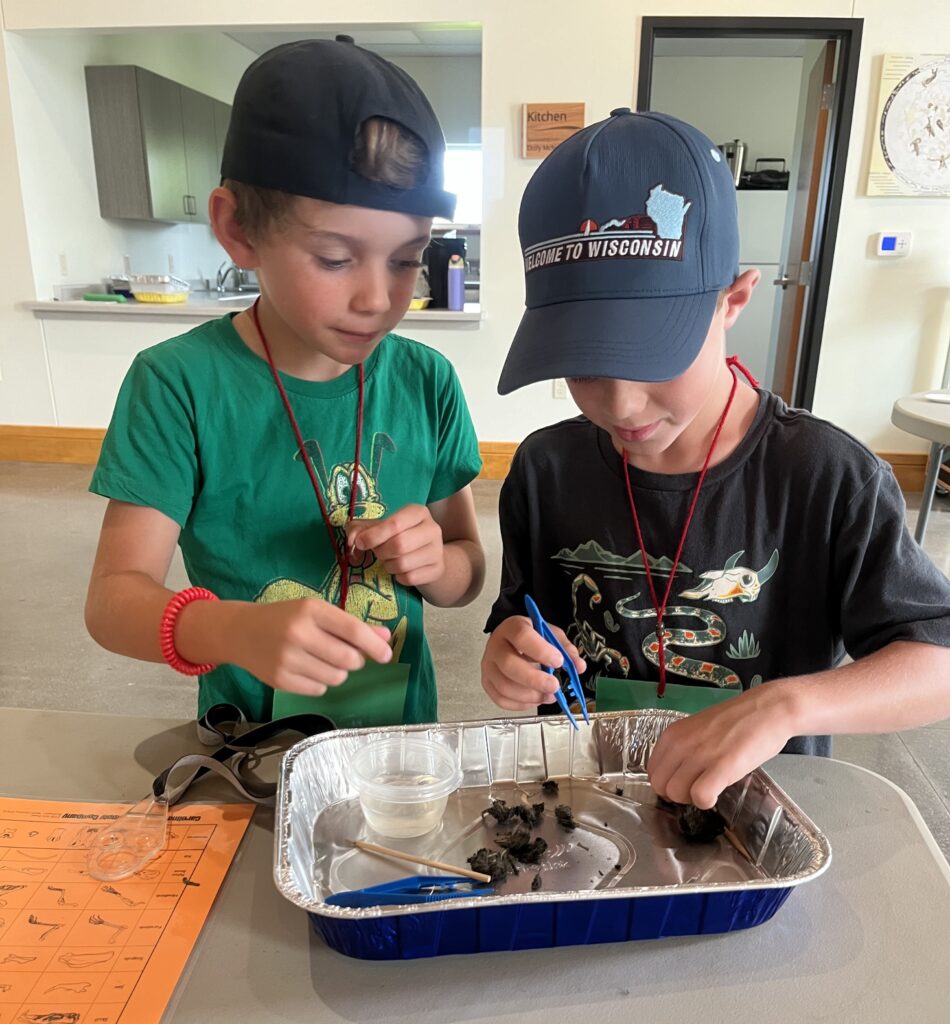 Students dissecting an owl pellet 