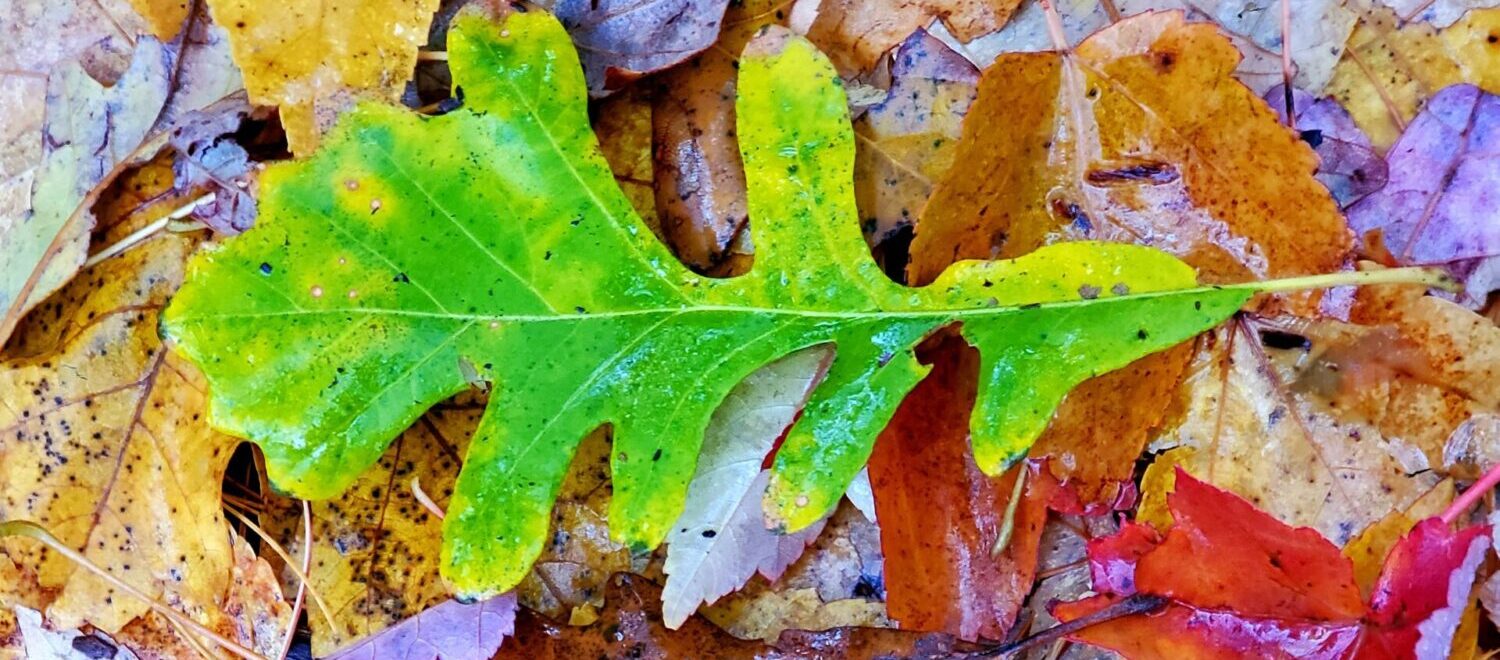 Fall Leaves