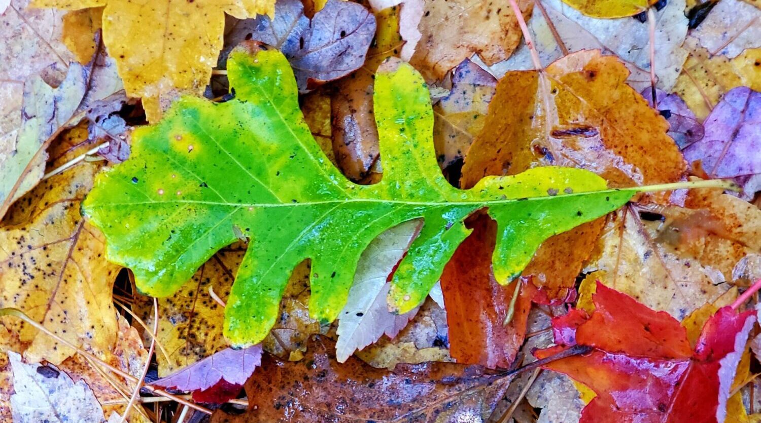 Fall Leaves