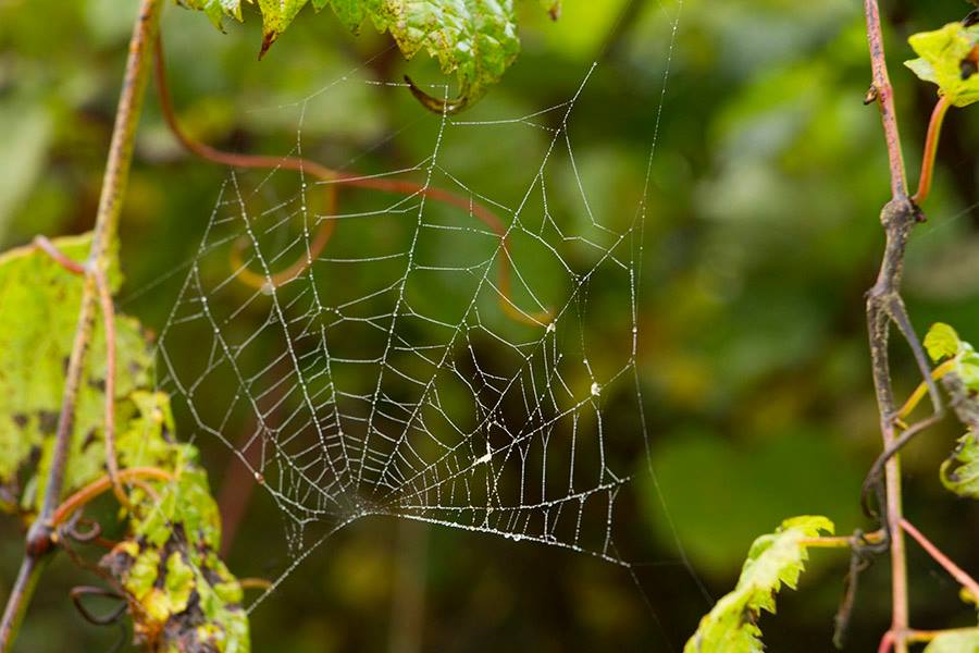 Spider web