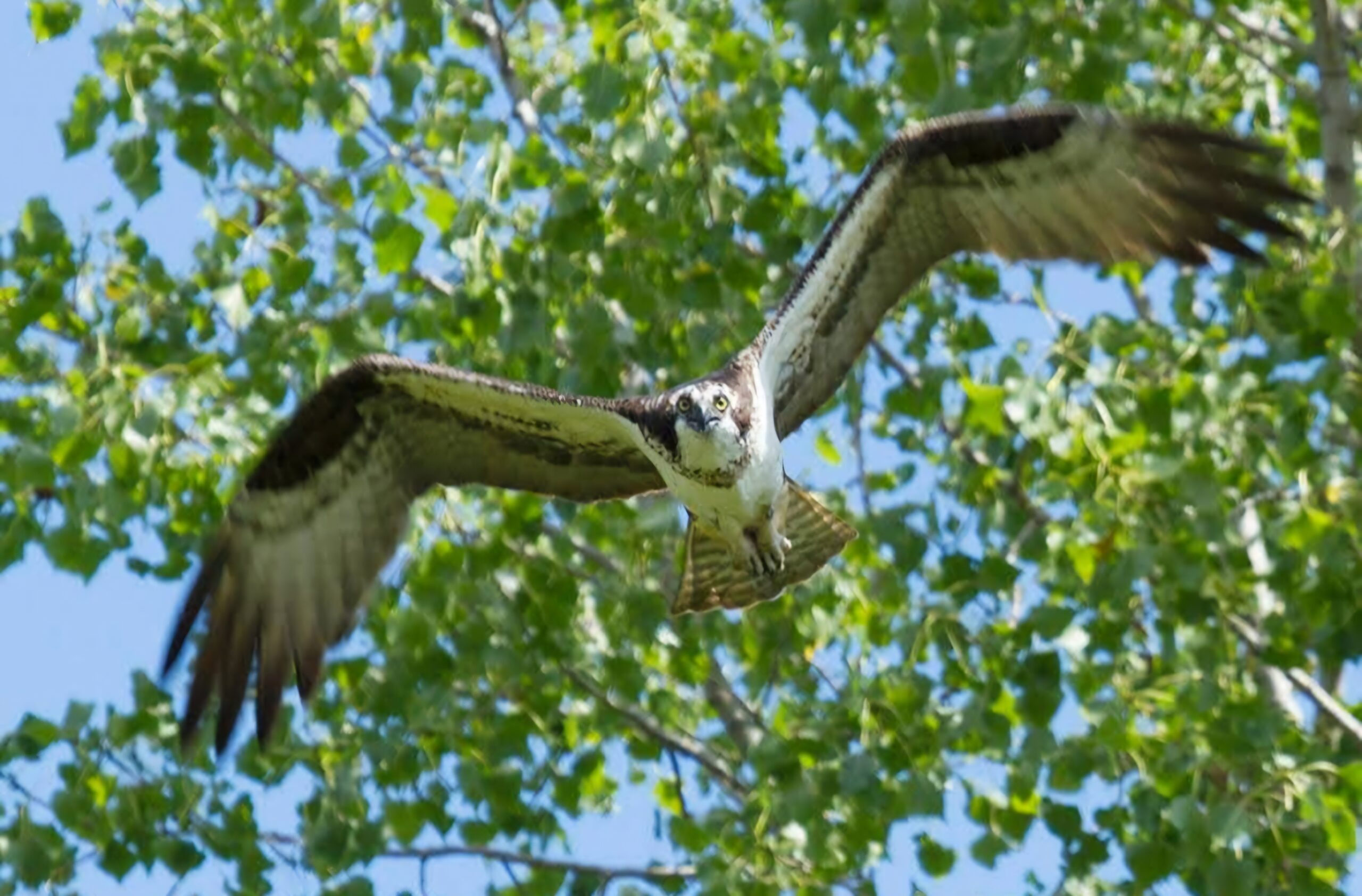 Osprey flying