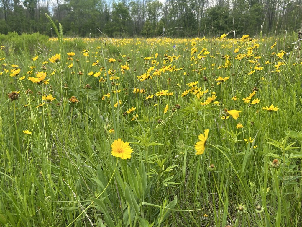 Coreopsis in bloom