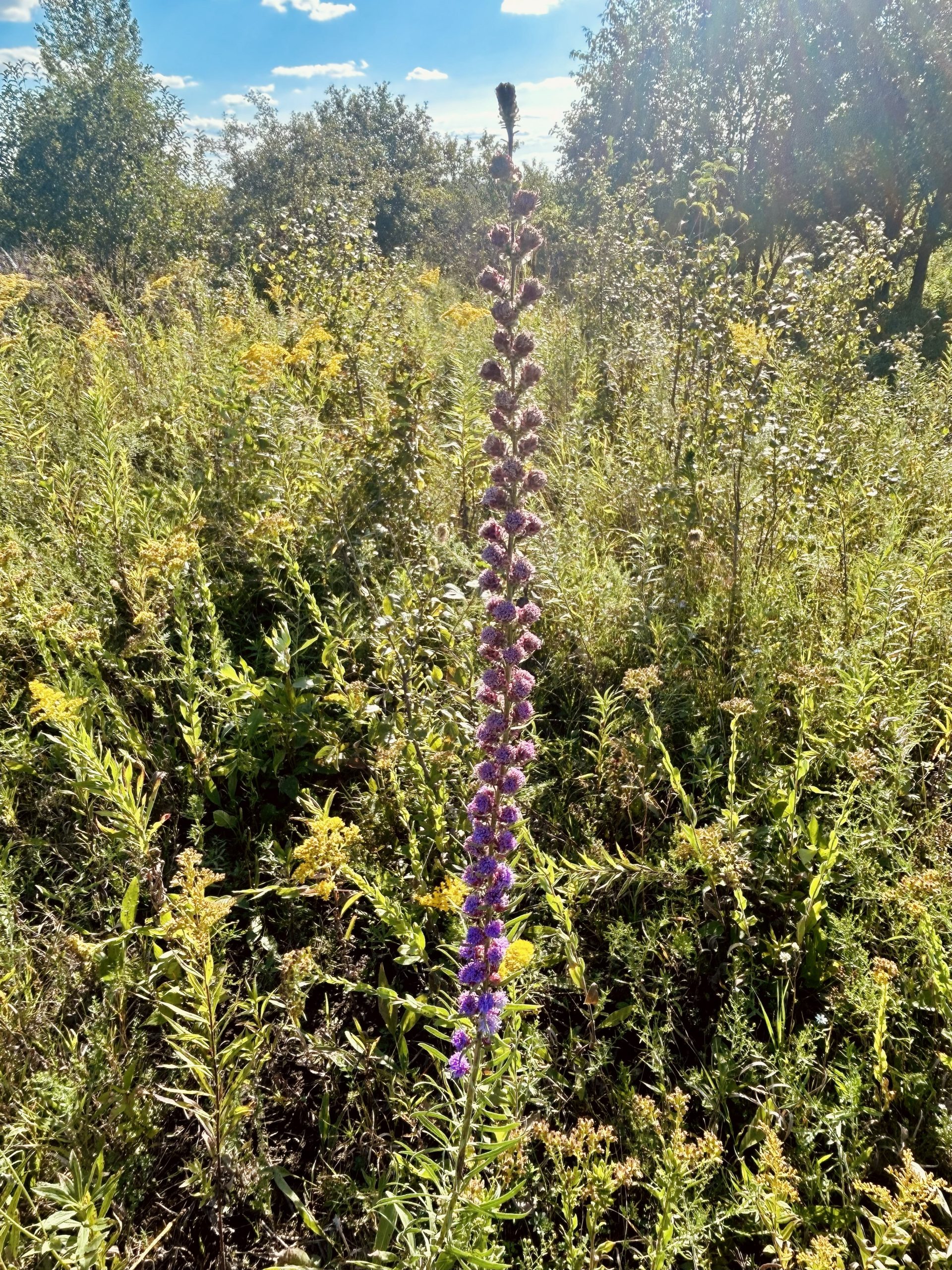 Rough Blazing Star