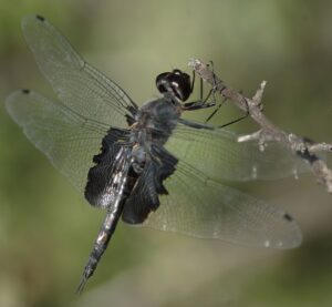 photo of black saddlebags dragonfly