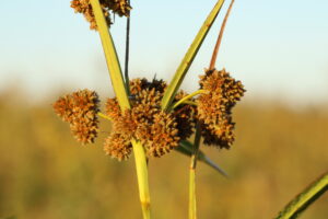 photo of bulrush flower seed head