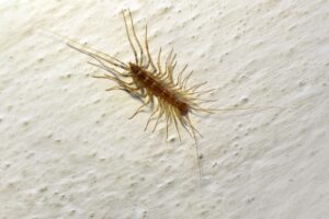 photo of House Centipede