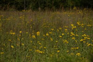 photo of Coreopsis Tripteris in prairie