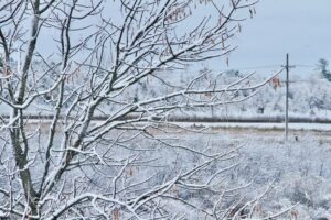 photo of freshly fallen snow on bare branch tree