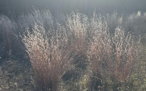 photo of Little Bluestem in prairie