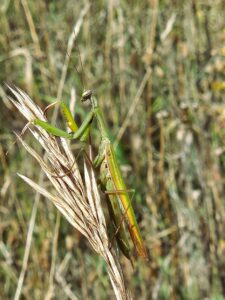 photo of praying mantis