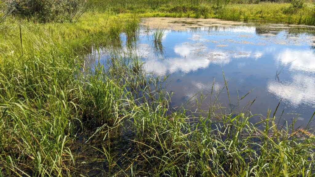 Wild rice growing at Woodland Dunes