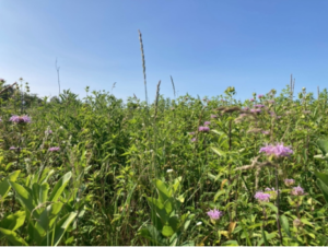 photo of prairie flowers