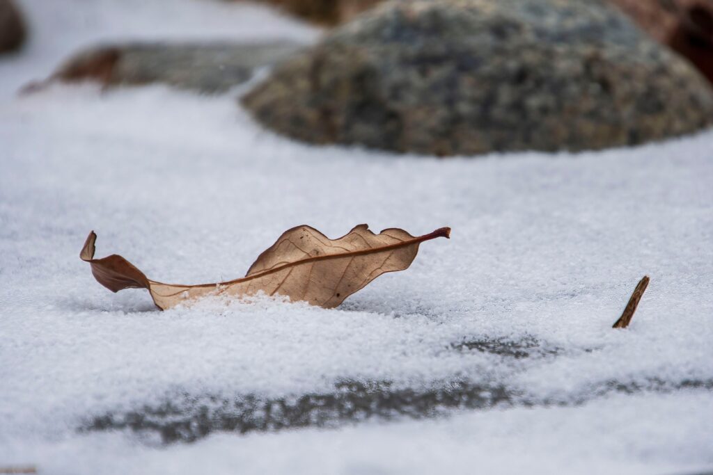 Dried leaf in snow