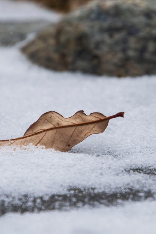 Dried leaf in snow