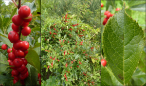 photo of winterberry fruit and leaves