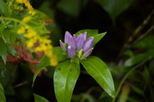 photo of bottle gentian flower